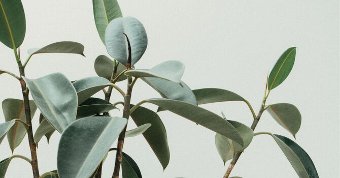 Traditional Acupuncture